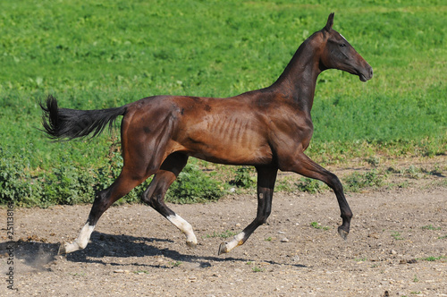 bay akhal-teke yang stallion run gallop