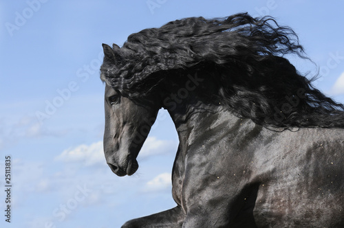 Bilde på lerret Portrait of moving friesian black horse stallion