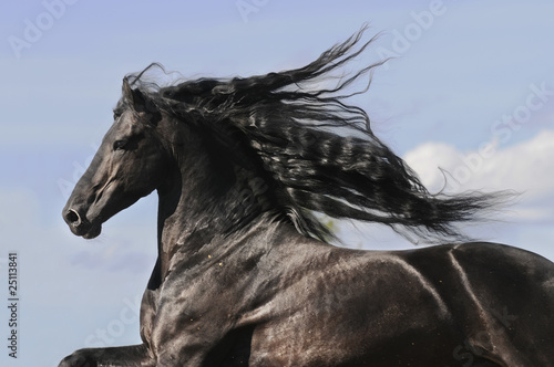 Portrait of moving friesian black horse photo