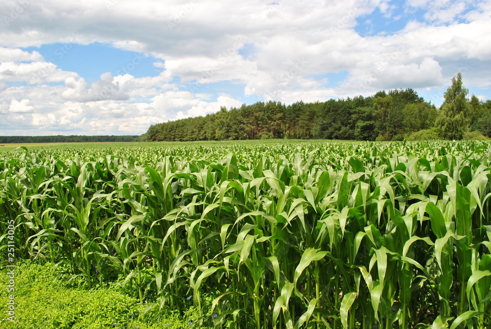 The Harvest of the corn on field. The Harvest of the corn on field.