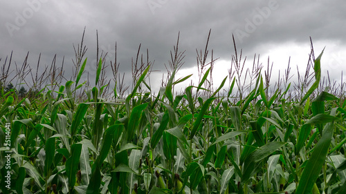 Maisfeld und bewölkter Himmel