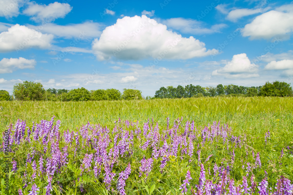 green field with flowers and blue sky