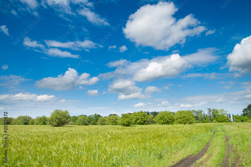rural road in green field rural road in green field