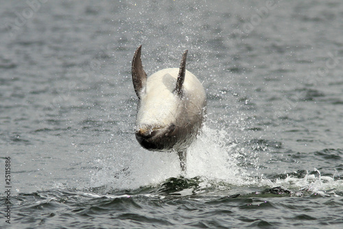 Obraz na płótnie Bottlenose Dolphin 