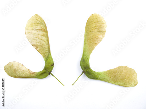 sycamore seeds photo