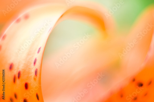 Abstract tiger lily background
