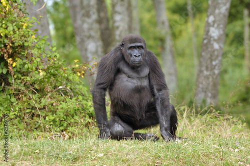 Jeune gorille © Pascal Martin