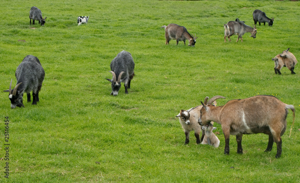 Obraz premium Goats grazing on a meadow in Denmark