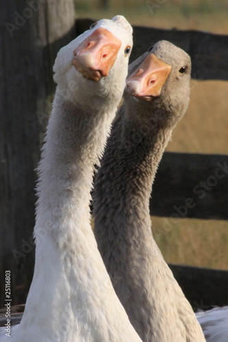 Gänse-9144b1