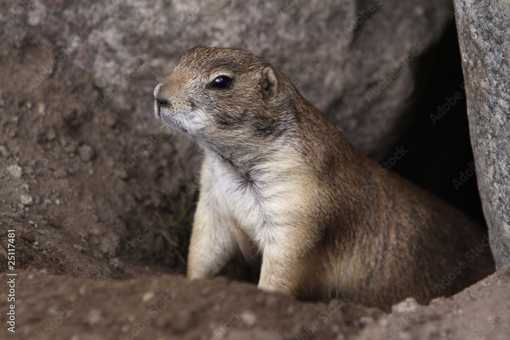 Fototapeta premium Präriehund