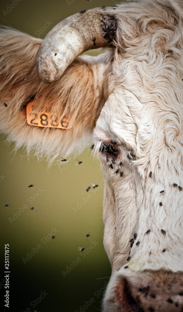 vache tête viande élevage charolaise mouche