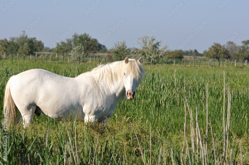 Fototapeta premium cheval camarguais 1