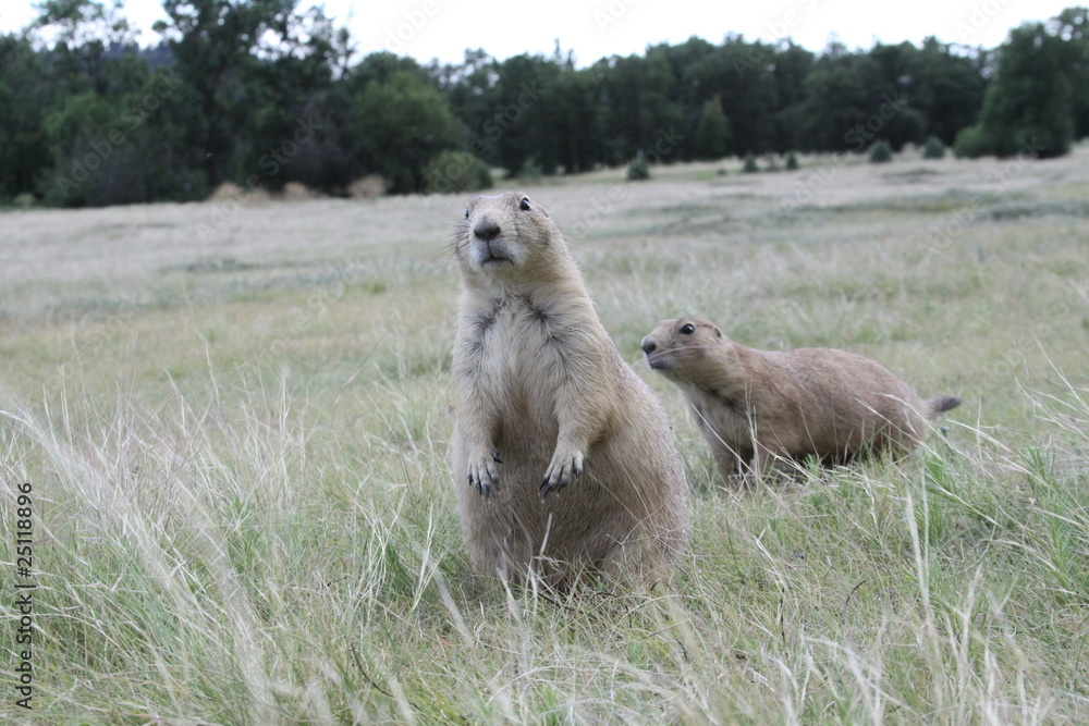 Obraz premium Begging Prarie Dog