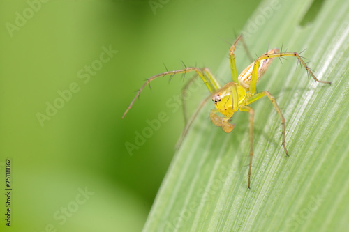 lynx spider on grass