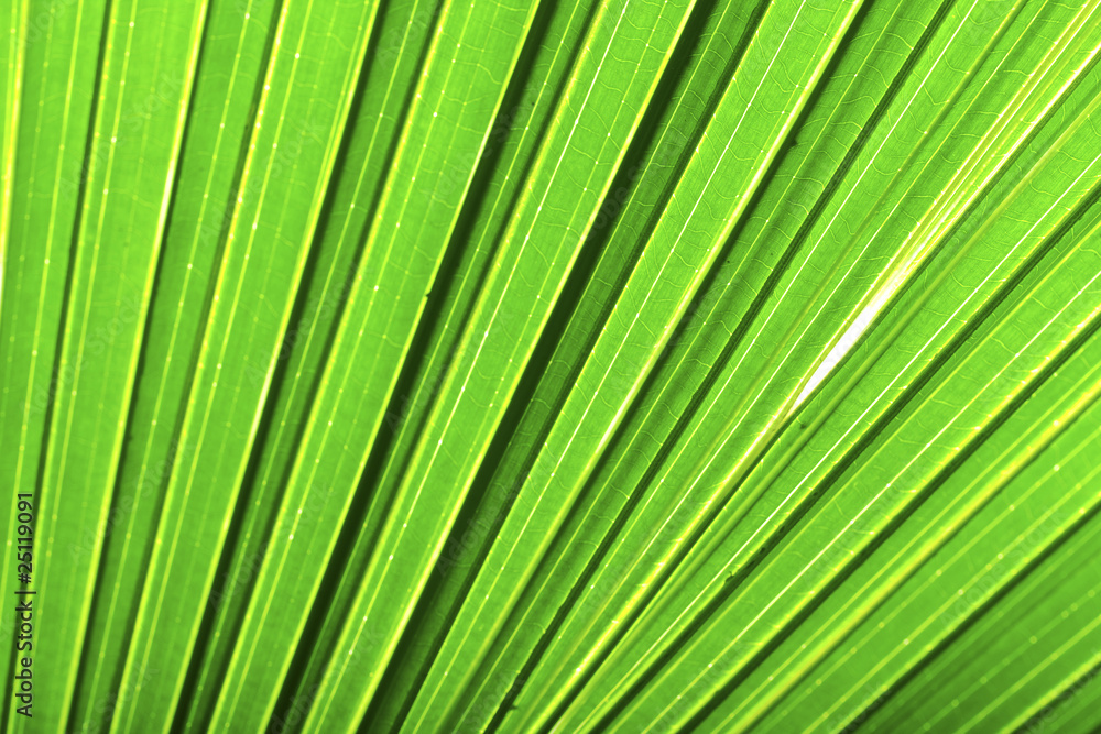 Beautiful green palm leaf background with backlighting Beautiful green palm leaf background with backlighting