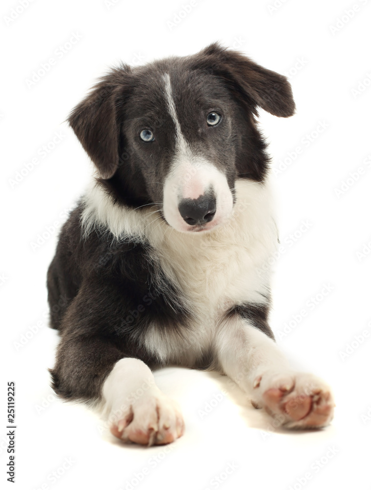Obraz premium 8 month old Border Collie
