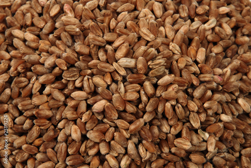 wheat seeds close up as background