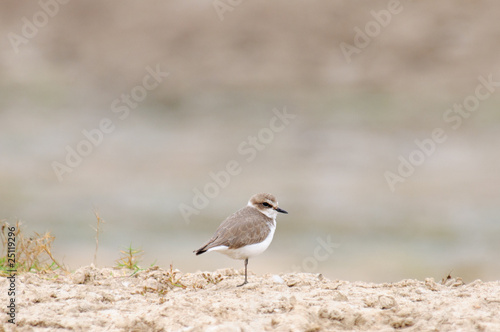 Kentish Plover Charadrius alexandrinus