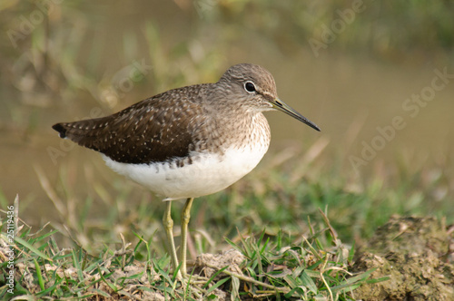 Green Sandpiper Tringa ochropus