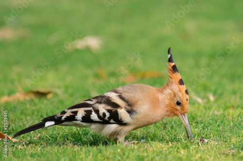 Common Hoopoe Upupa epops