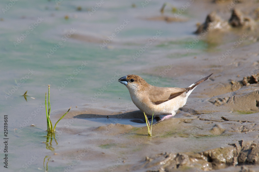 Indian Silverbill Lonchura malabarica Indian Silverbill Lonchura malabarica