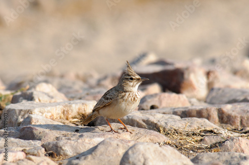 Crested Lark Galerida cristata photo