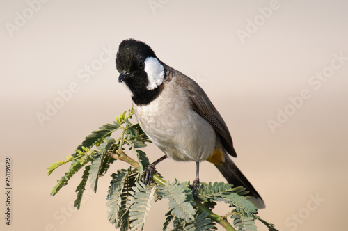 White-eared Bulbul Pycnonotus leucotis photo