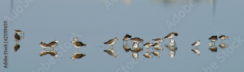 Ruffs Philomachus pugnax