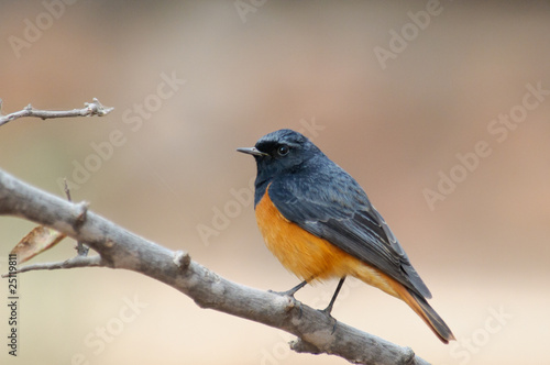 Black Redstart Phoenicurus ochruros rufiventris © Dubults