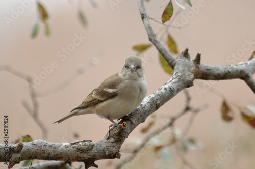 Chestnut-shouldered Petronia Petronia xanthocollis photo