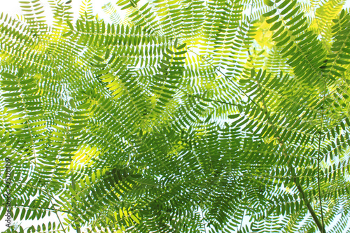 green leaf © akarakingdoms