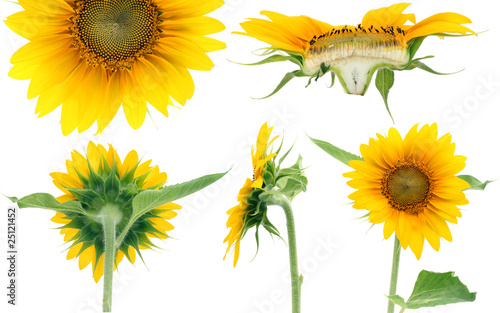 Five projections of sunflower