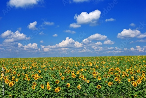 sunflower field by an summer day © Yuriy Kulik