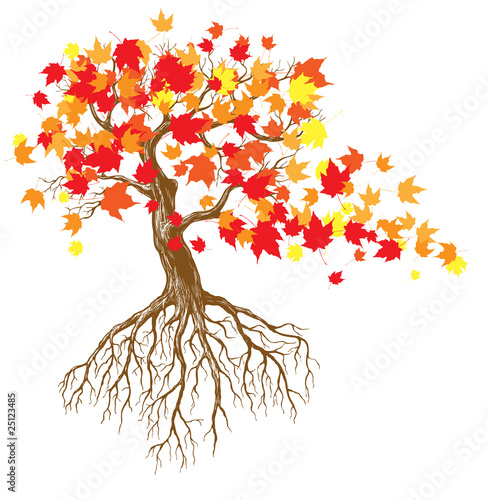 autumn tree