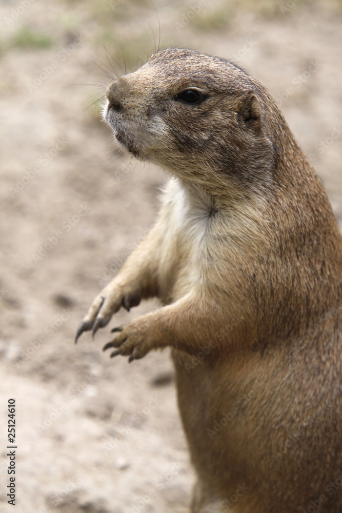 Fototapeta premium Präriehund
