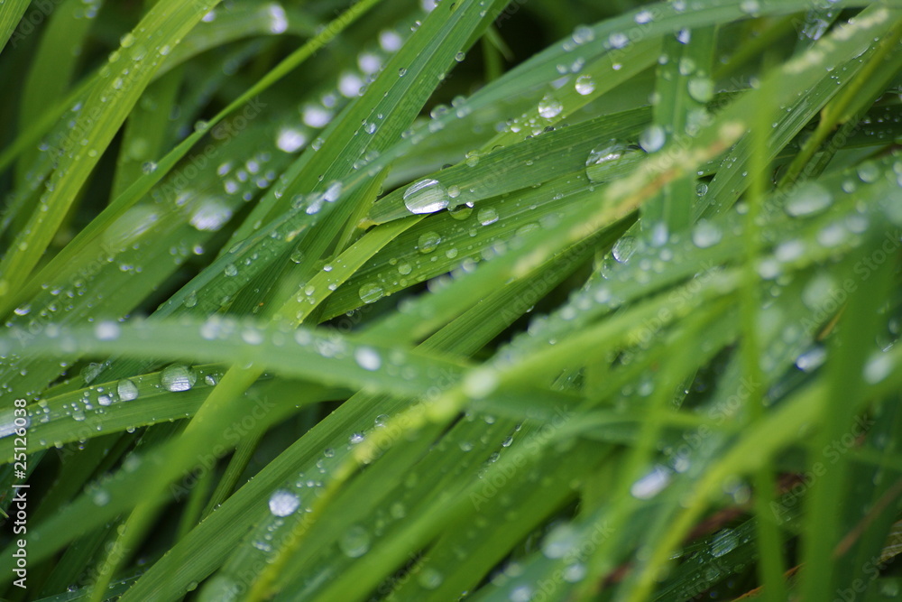 Naklejka premium Wassertropen im Gras 2