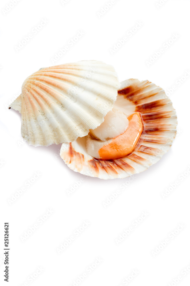 raw scallop - cappasanta cruda raw scallop - cappasanta cruda