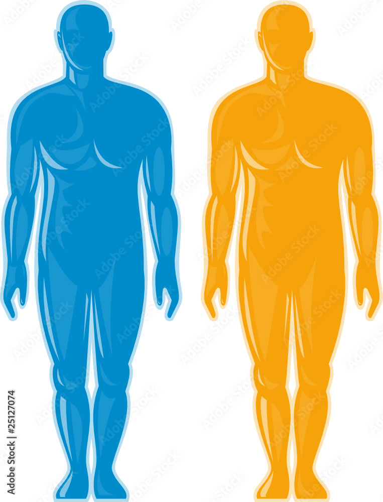 male human anatomy standing facing front male human anatomy standing facing front