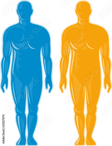 male human anatomy standing facing front