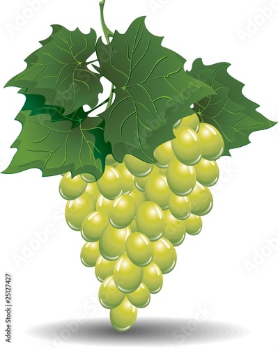 Grappolo di Uva Bianca-White Grape fruit-Vector photo
