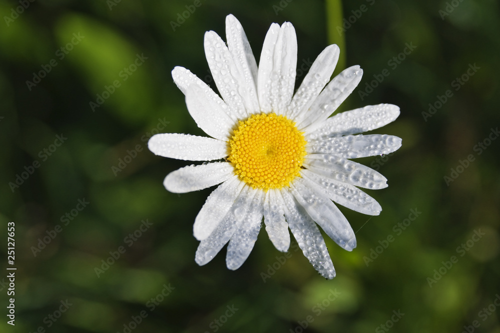 Daisy
