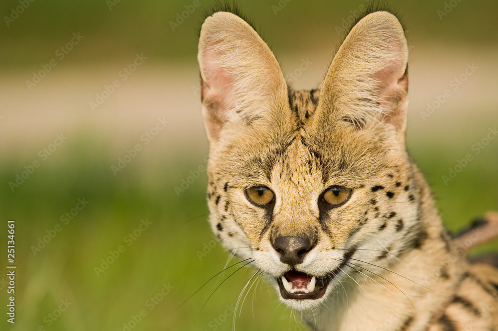 Serval Serval