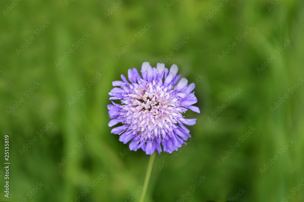 Obraz premium Bergblume