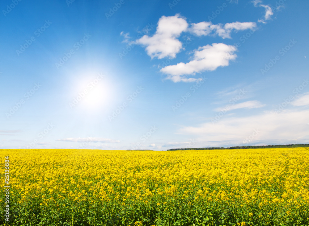 Green field with flowers under blue cloudy sky Green field with flowers under blue cloudy sky