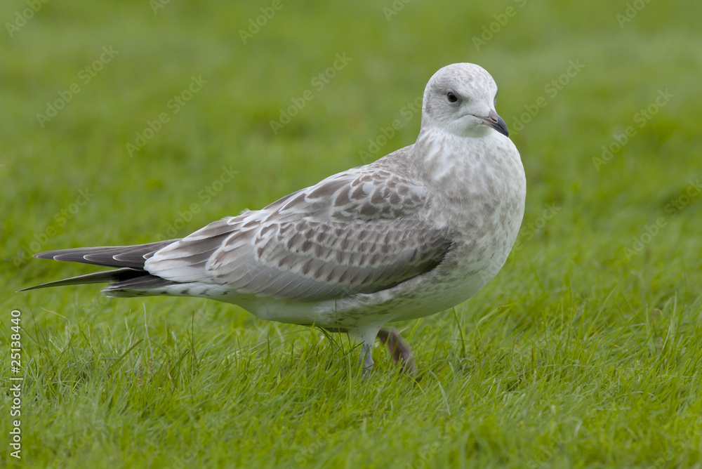 Obraz premium Seagull