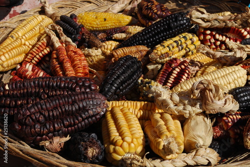 Fotografía Epis de maïs de toutes les couleurs