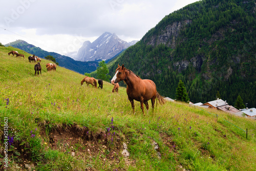 Horses pasture in the mountains
