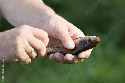 fisherman holding a roach fish