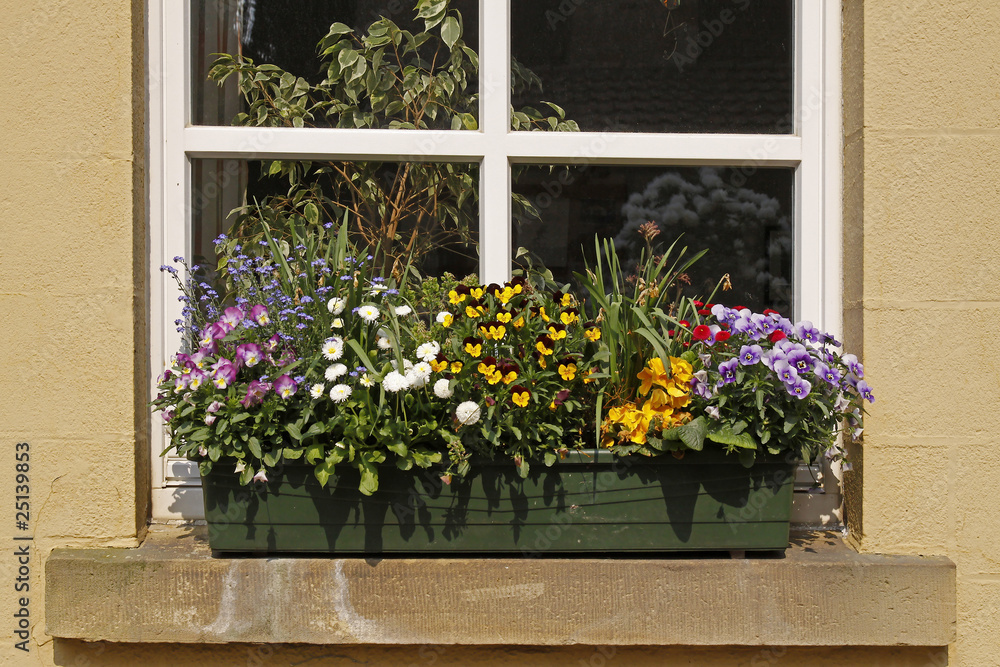 Fensterbank mit Blumen (Veilchen, Vergissmeinnicht)