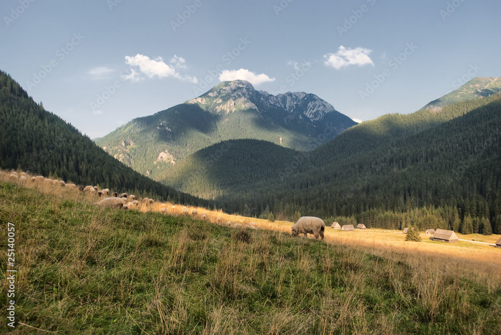 Sheeps in the Chocholowska valley, Tatra, Poland.